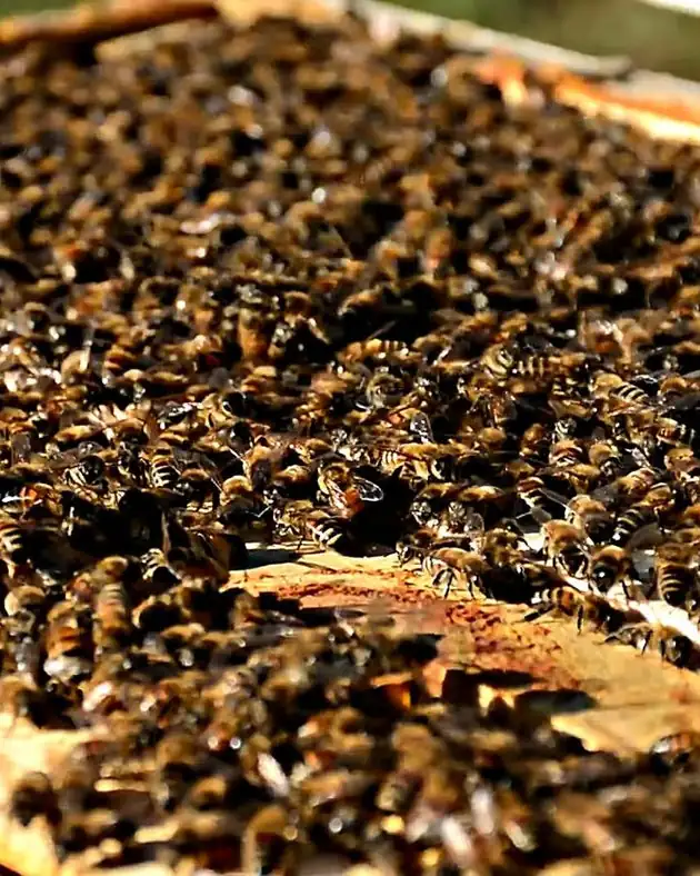 Abejas cubriendo los cabezales de los marcos de una colmena abierta